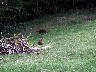 Agouti 2