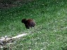 Agouti 3