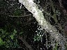 Bajo Caliente 4 racoon tail just there as it disappears into tree