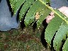Bajo Caliente 6 leaf insect