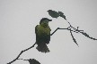 Bird 1