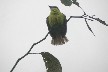 Bird 199