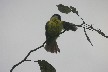 Bird 2