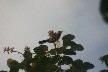 Bird 3