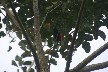 Bird 4