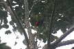 Bird 5