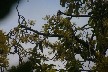 Bird 7