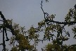 Bird 9