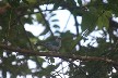 Blue-grey tanager 1