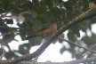 Brown bird