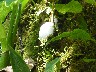 Bubbles coming from tree where beetle has buried inside