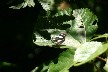 Butterfly black and white