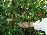 Cana something stores water good for people lost in cloud forest