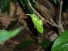 Cicadic
