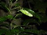 Cicadic 1