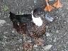 Duck with white neck