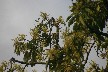 Elegant Euphonia