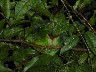 Emerald toucanette asleep