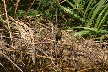 Female grackle