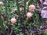 Flower pink odd