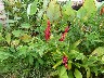 Ginger flowers red