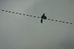 Grackle fanning itself on wire