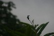 Humming bird