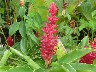 Individual ginger flower red