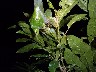 Leaf curling spider