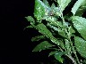 Leaf curling spider 1