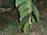 Leaf eating insect