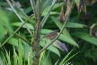Little brown bird