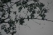 Little brown bird 199