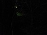 Little green bird asleep up a tree