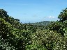 Looking across the tree canopy to the Pacific Ocean