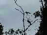 Mata De Cana Osprey