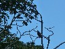 Mata De Cana Osprey 2