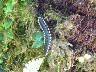Millipede