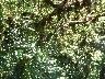 Moss on most of the trees in the cloud forest