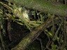 Opossum