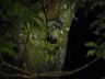 Opossum 1