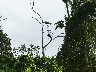 Osprey 1