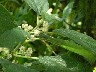 Plant with a velvety leaf