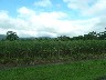Pocosol Cassava field