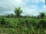 Pocosol Taro field