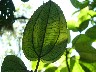 Pretty leaf