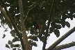 Rufus tailed tanager