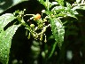Same family as Tomatoes and potatoes, good for curing diarrhoea