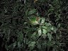 Sleeping emerald toucanette 1