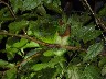 Sleeping emerald toucanette 2